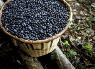 5 Impresionantes uso de uvas Acai, la super fruta de Brasil