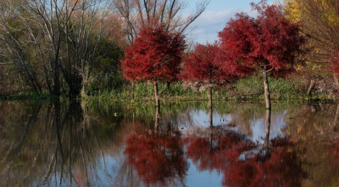 La exhuberancia de la vegetación del delta entrerriano brinda calma y activa los sentidos / Foto: Carlos Brigo.