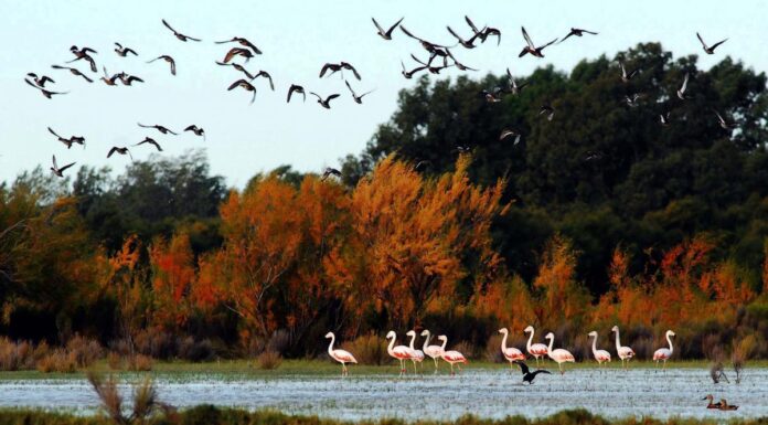 Humedales, los grandes «aliados» en la lucha contra el cambio climático