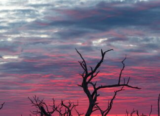 En el día Mundial del Medio Ambiente, un recorrido por el Bañado La Estrella, Formosa