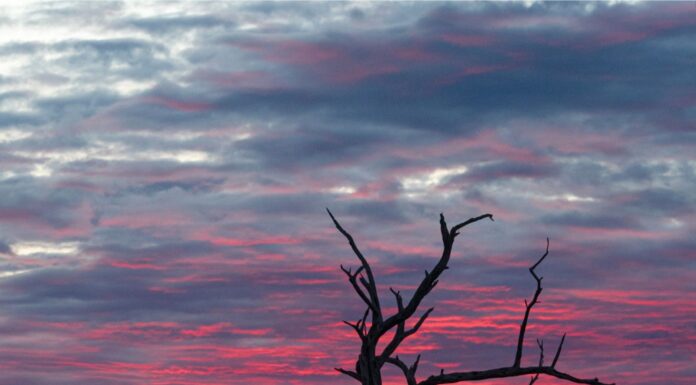 En el día Mundial del Medio Ambiente, un recorrido por el Bañado La Estrella, Formosa